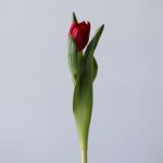 Assorted Double Tulips (Bulk DIY)