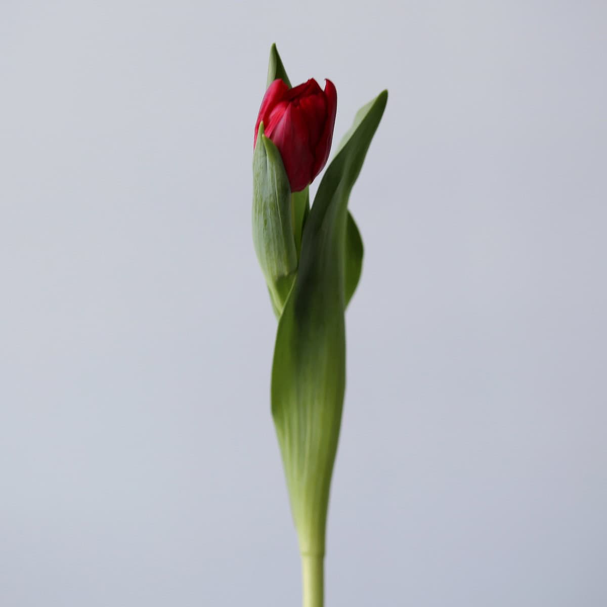 Assorted Double Tulips (Bulk DIY)