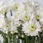 Chrysanthème Arctic Queen