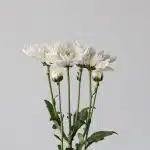 Chrysanthème Arctic Queen