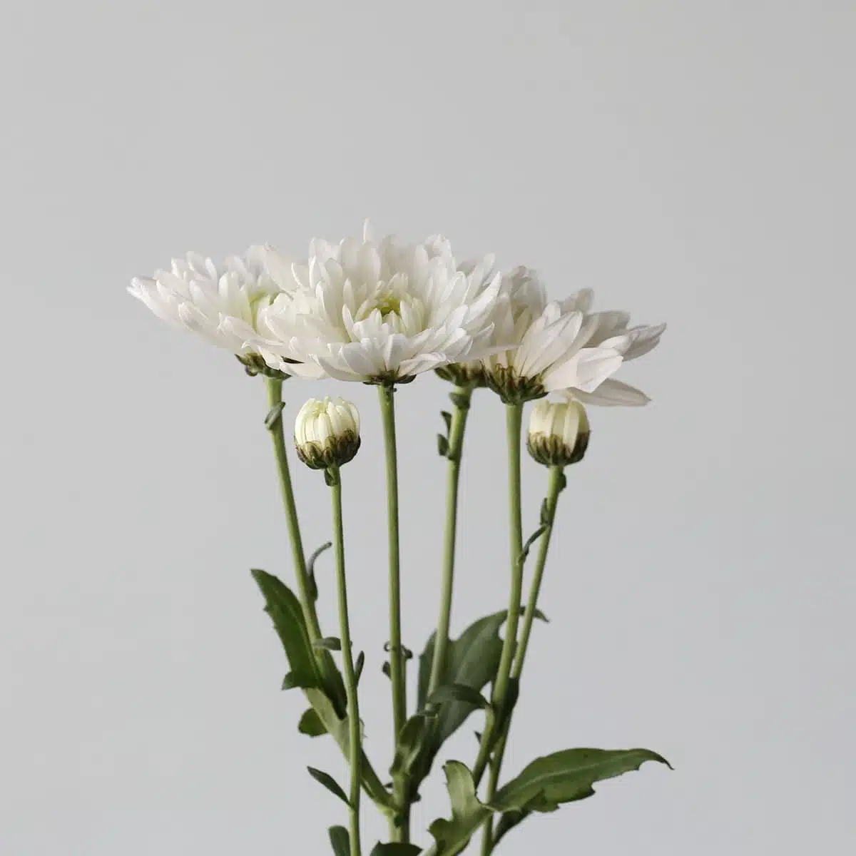 Chrysanthème Arctic Queen