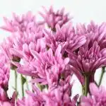 Chrysanthemum Cushion Veronica