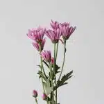 Chrysanthemum Cushion Veronica