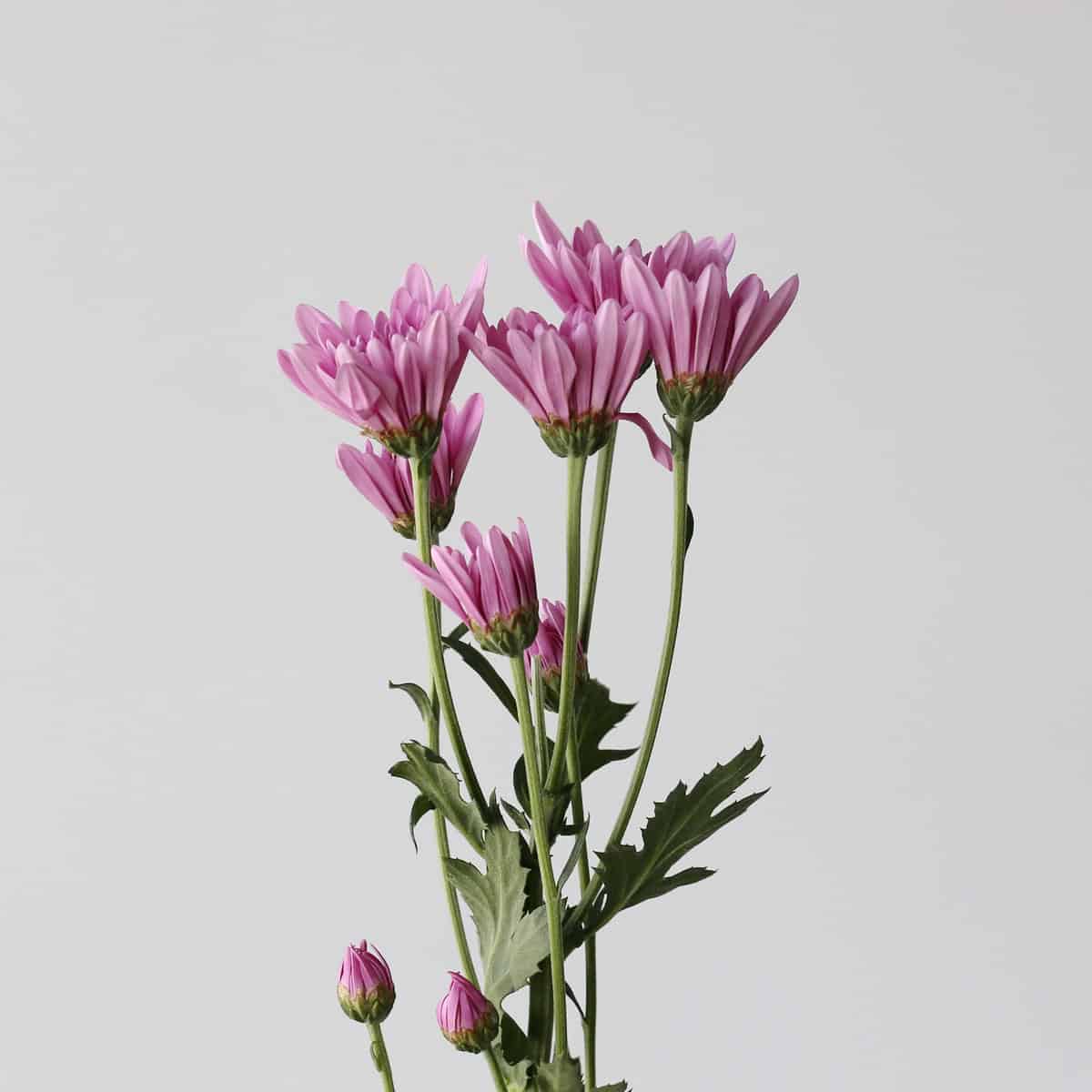 Chrysanthemum Cushion Veronica