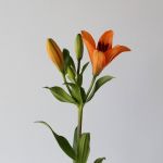 Orange LA Asiatic Lily
