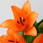Orange LA Asiatic Lily