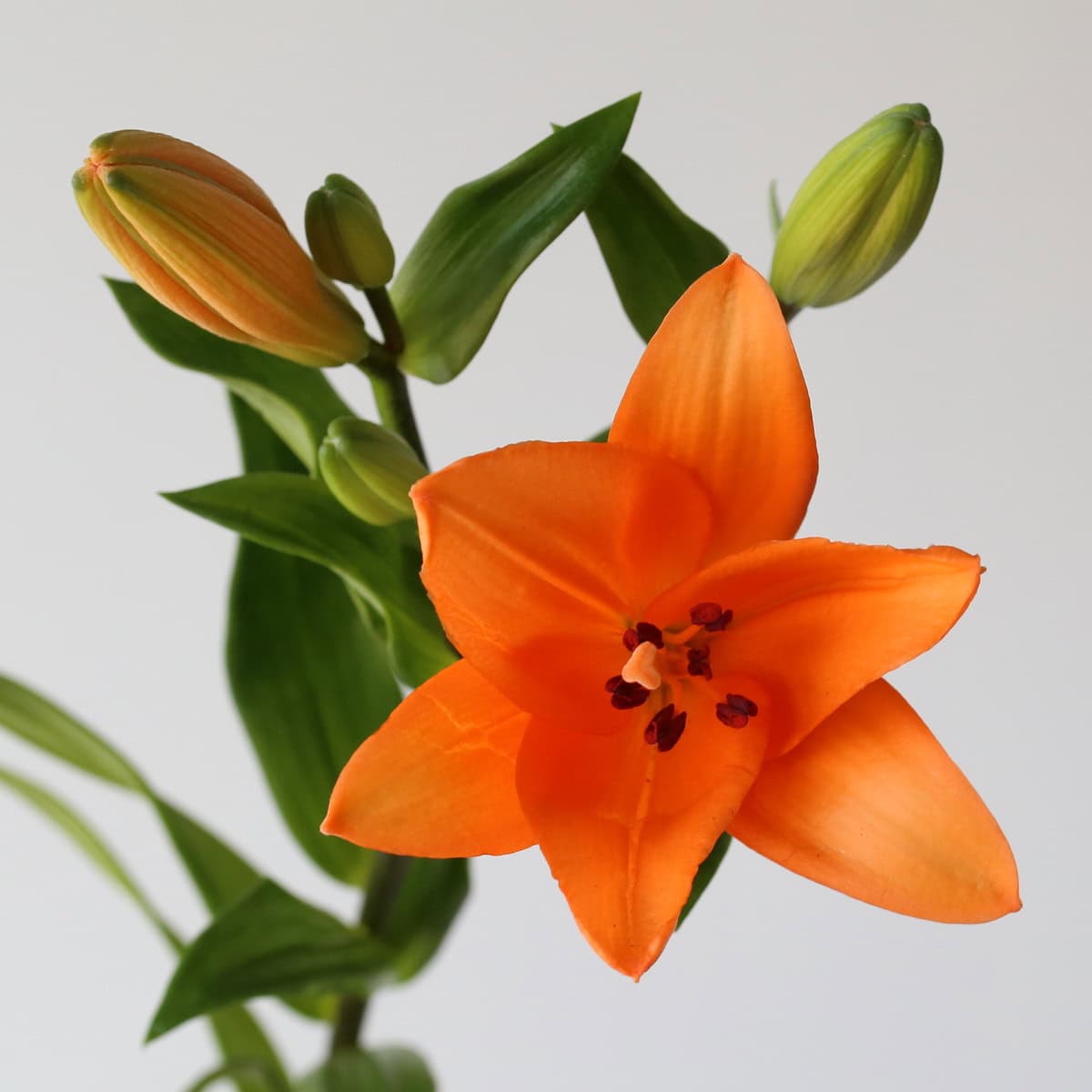 Orange LA Asiatic Lily