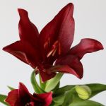 Lys asiatique LA rouge