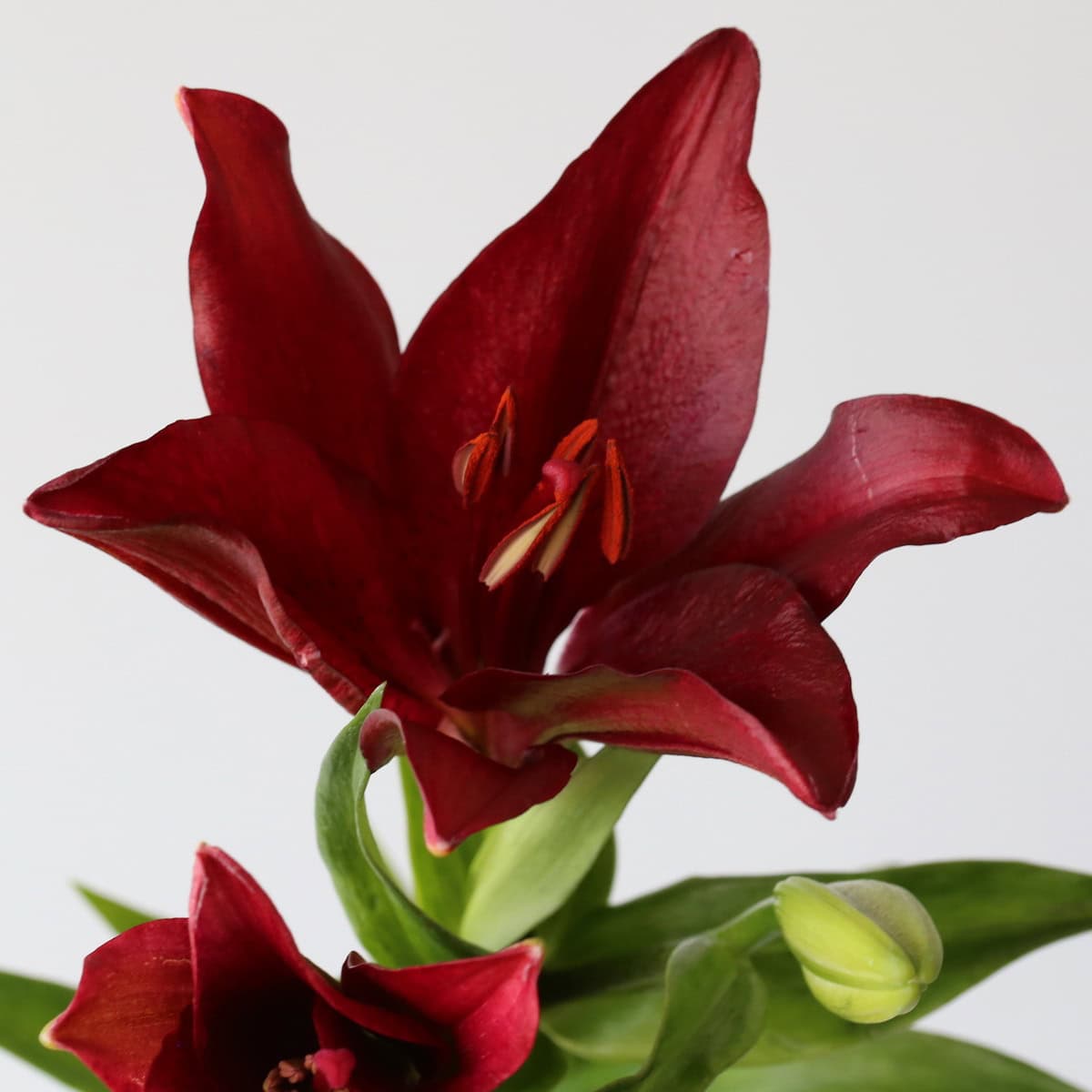 Lys asiatique LA rouge