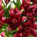 Lys asiatique LA rouge