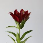 Lys asiatique LA rouge