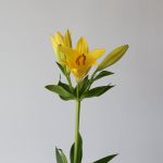 Yellow LA Asiatic Lily