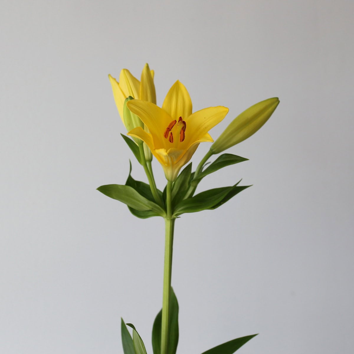 Yellow LA Asiatic Lily