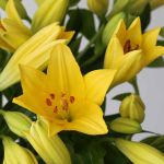 Yellow LA Asiatic Lily