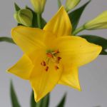 Yellow LA Asiatic Lily