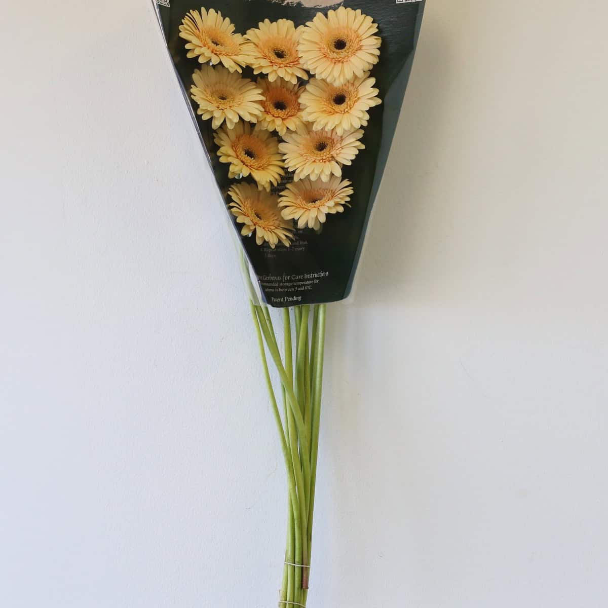 Mini Gerbera Cafe Peach (Bulk DIY)