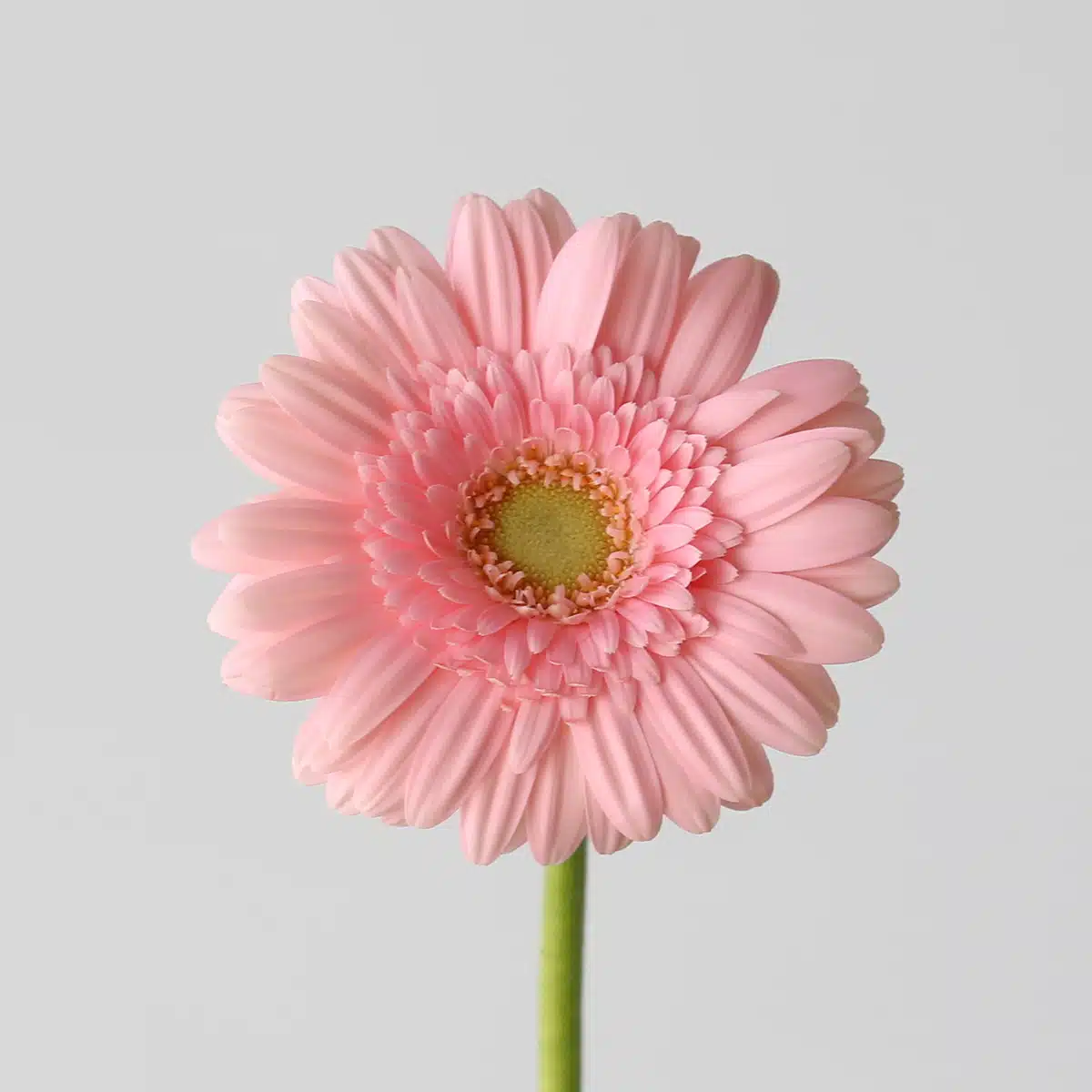 Mini Gebera Juna pink