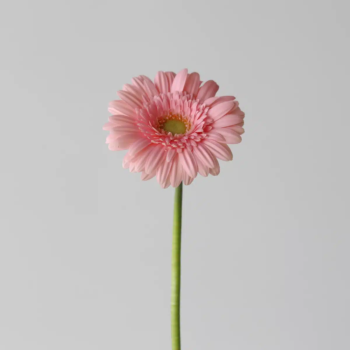 Mini Gerbera Juna (Bulk DIY)