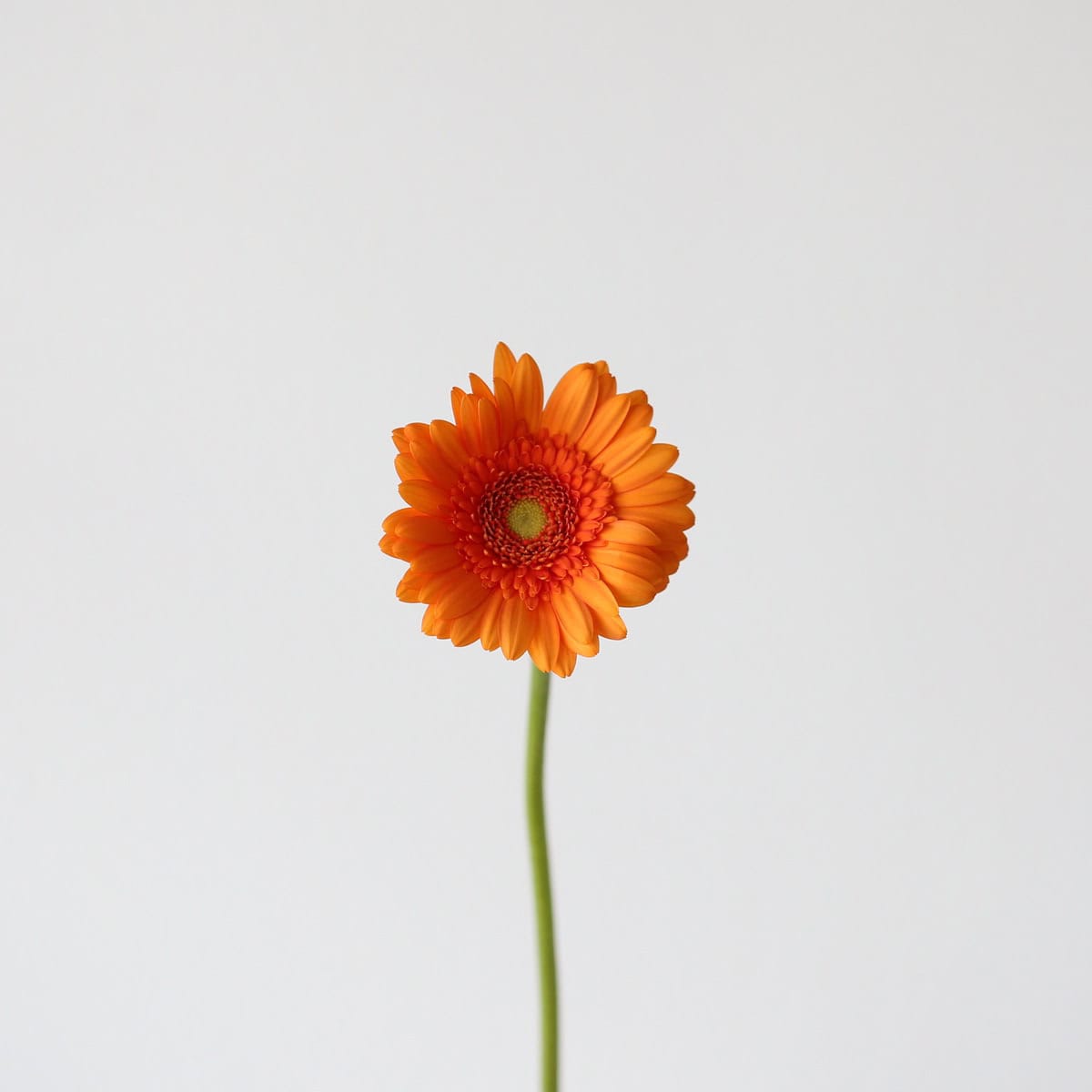 Mini Gerbera Max (Bulk DIY)