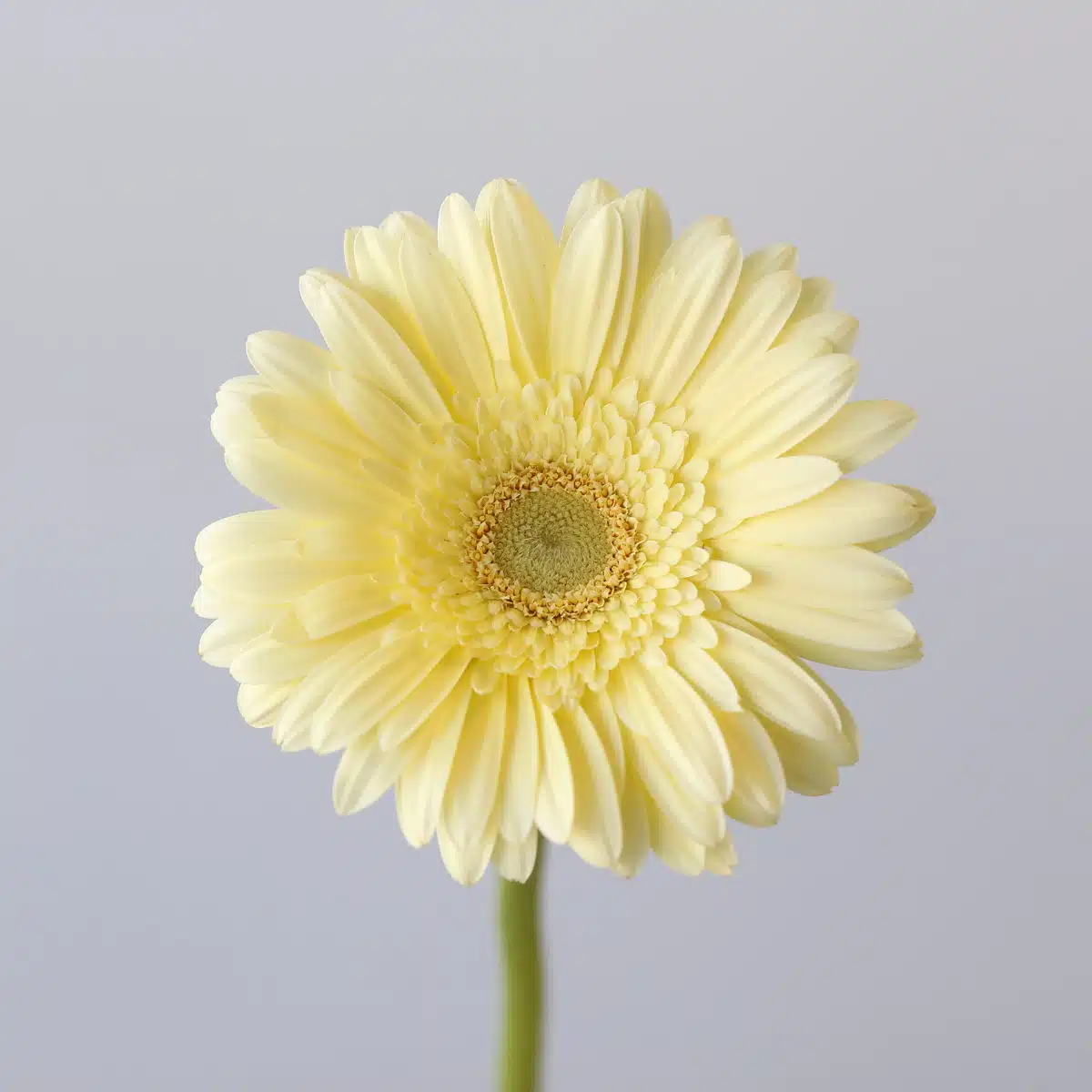 Mini Gerbera Milady
