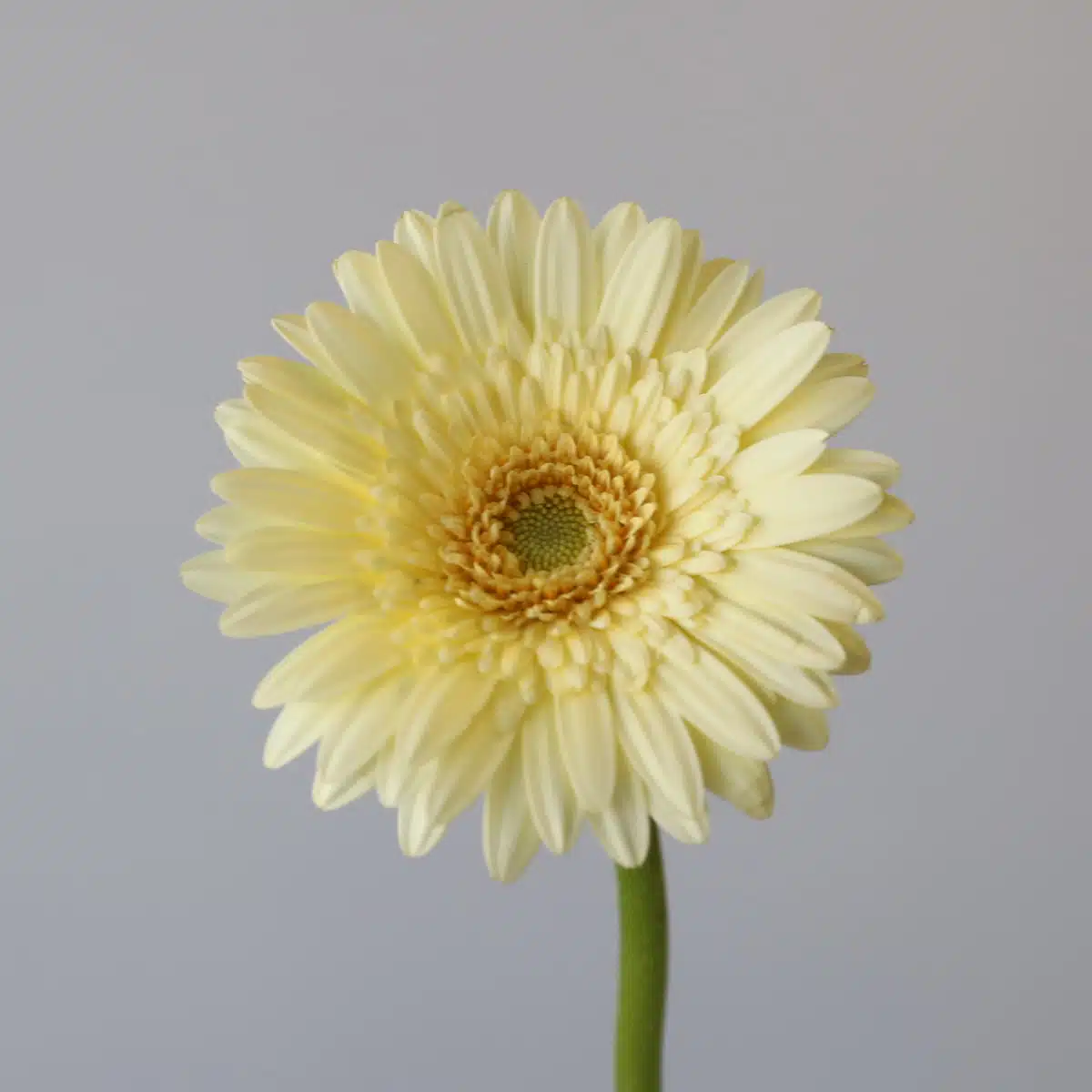 Mini Gerbera Romily