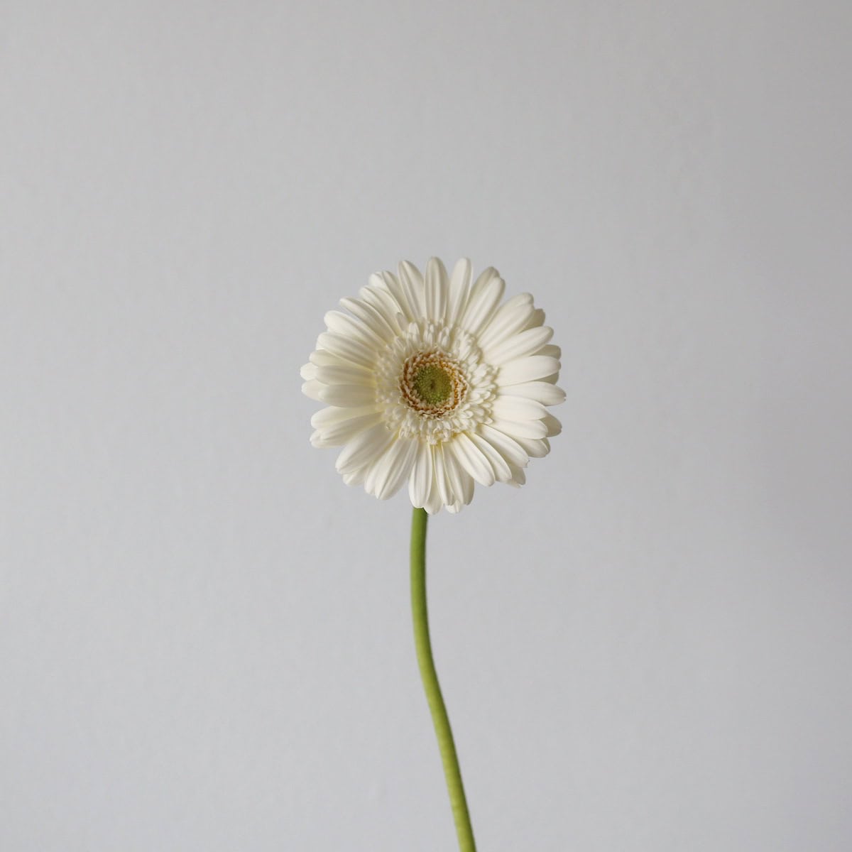 Mini Gerbera White Star (Bulk DIY)