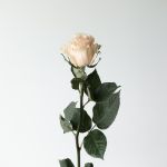 Bulk Pink Mondial Roses – 60 cm