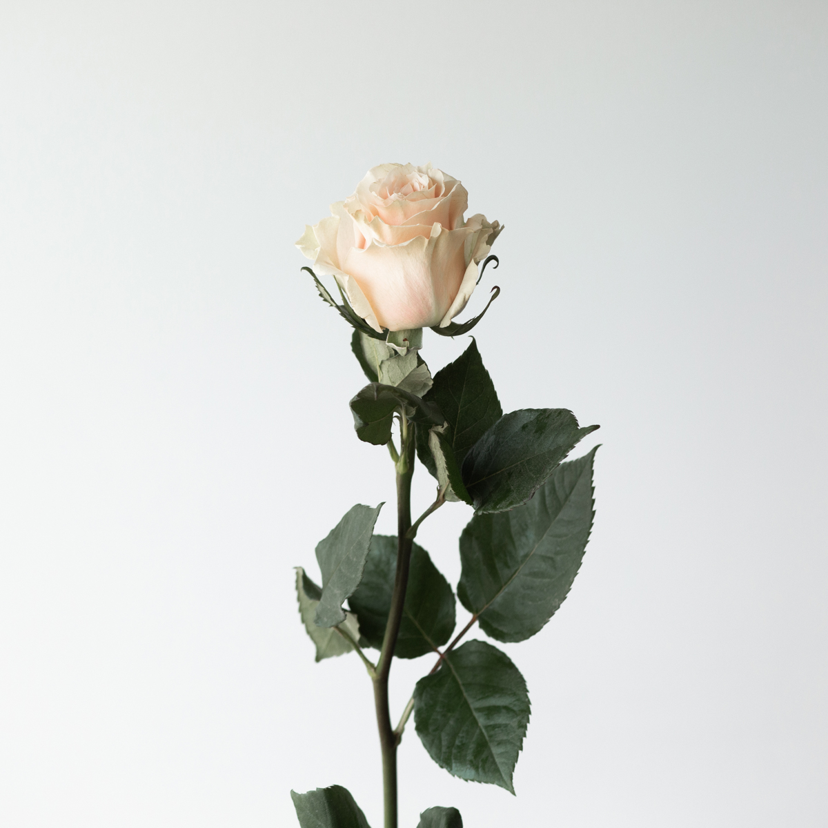 Bulk Pink Mondial Roses – 60 cm