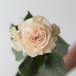 Bulk Pink Mondial Roses – 60 cm