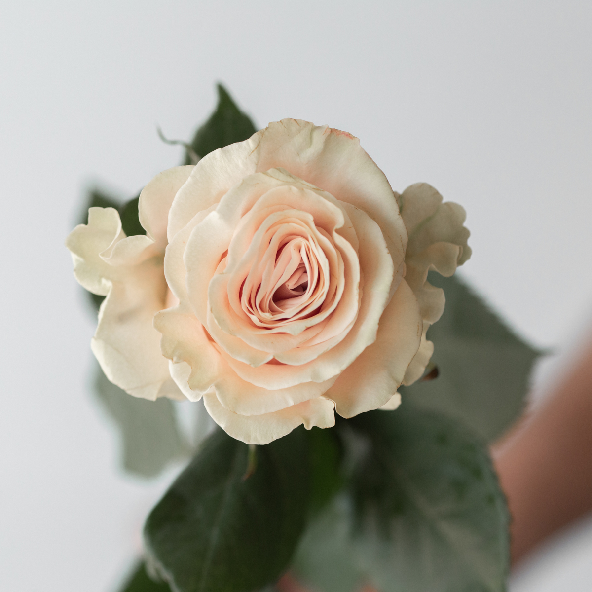 Bulk Pink Mondial Roses – 60 cm