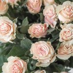 Bulk Pink Mondial Roses – 60 cm