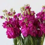 Giroflées fuchsia