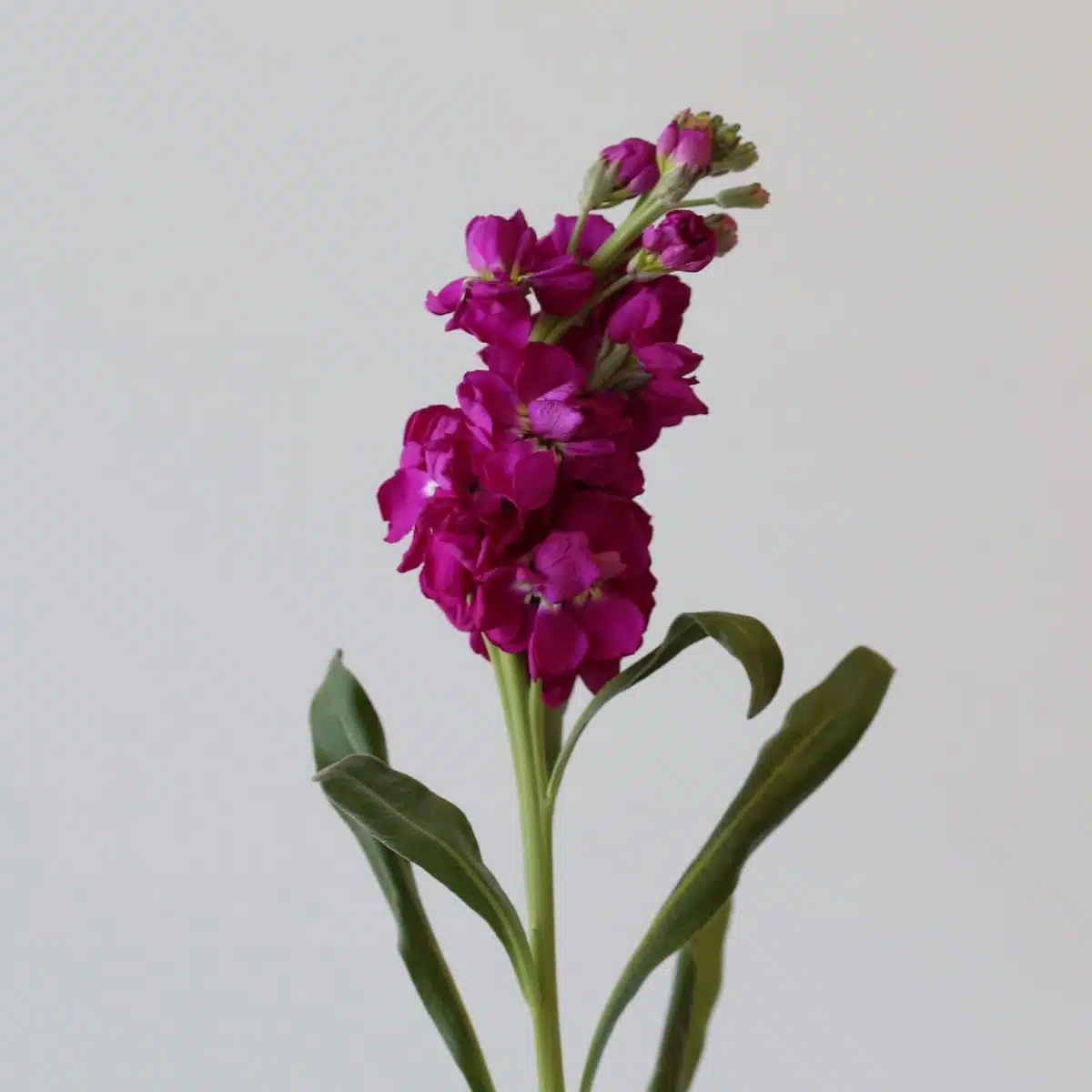 Giroflées fuchsia