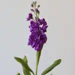 Giroflées mauves