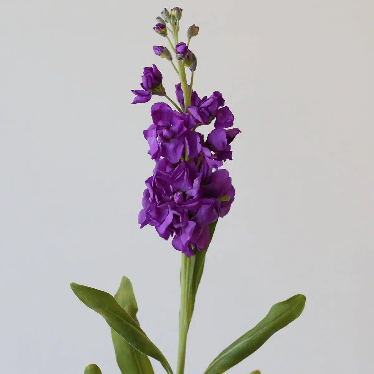 Giroflées mauves