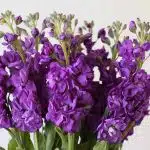 Giroflées mauves