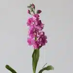 Double Stock Pink