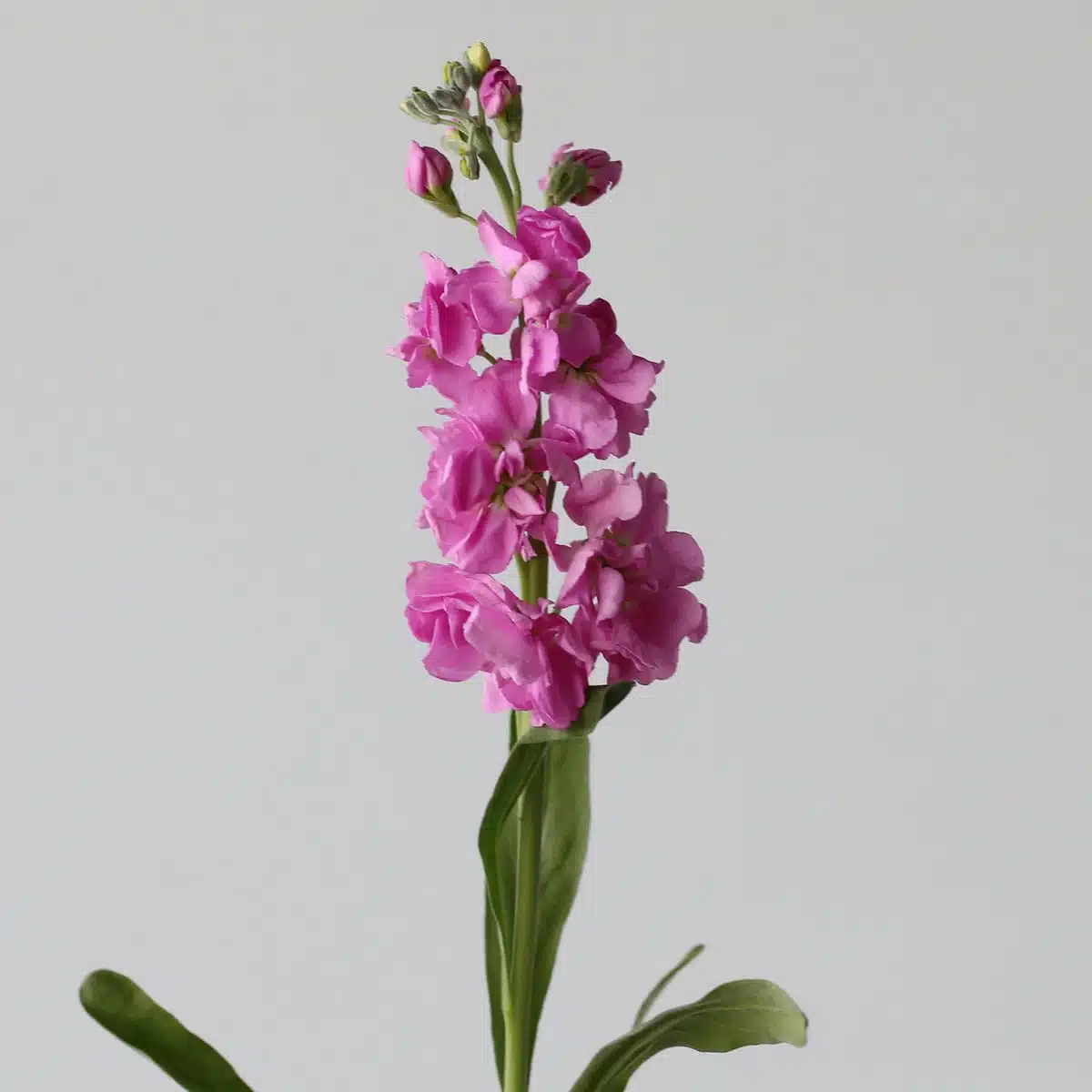 Double Stock Pink