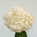 White (Super Select) Hydrangea