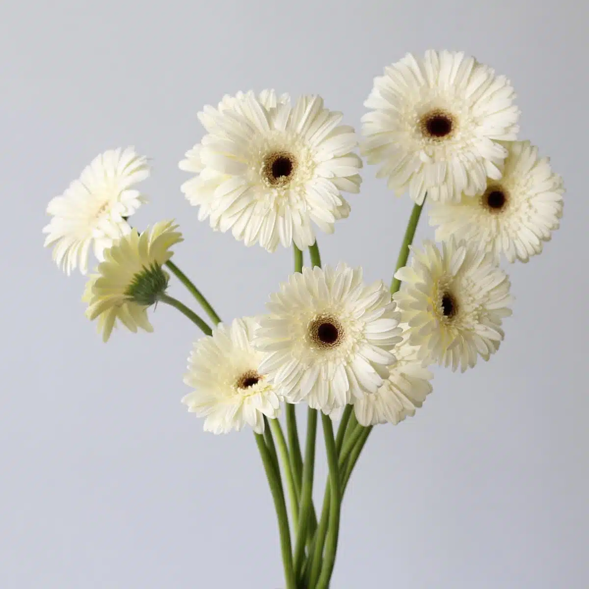 Snow King Gerbera bunch Le Bouquet Montreal