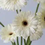 Gerbera Snow King White (Bulk DIY)