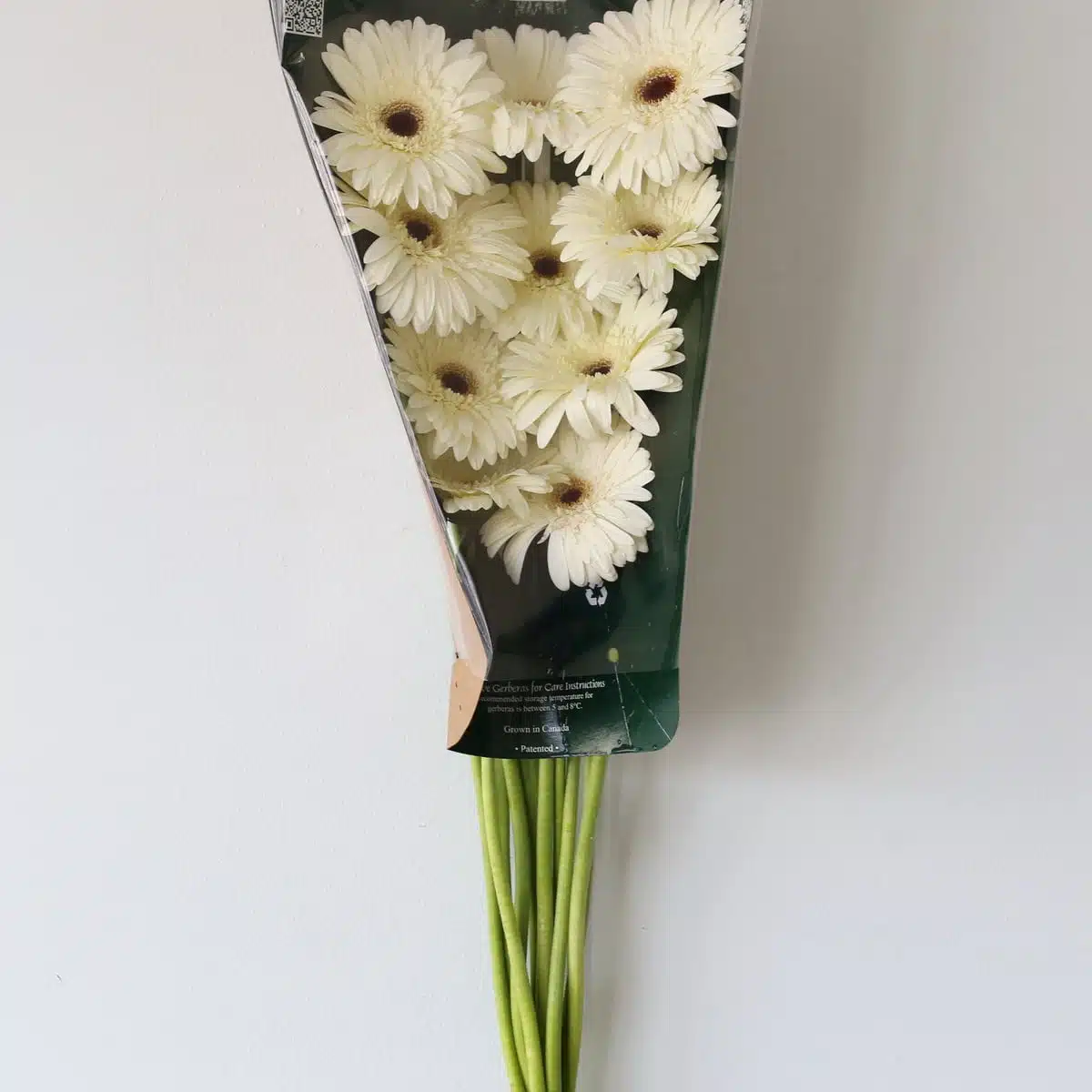 Gerbera Snow King White (Bulk DIY)