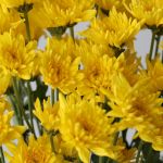 Chrysanthème Cushion Showwinner