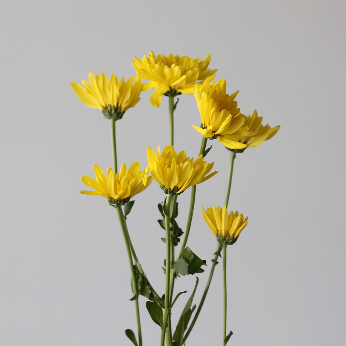 Chrysanthème Cushion Showwinner