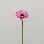 Mini Gerbera Bentley (Bulk DIY)