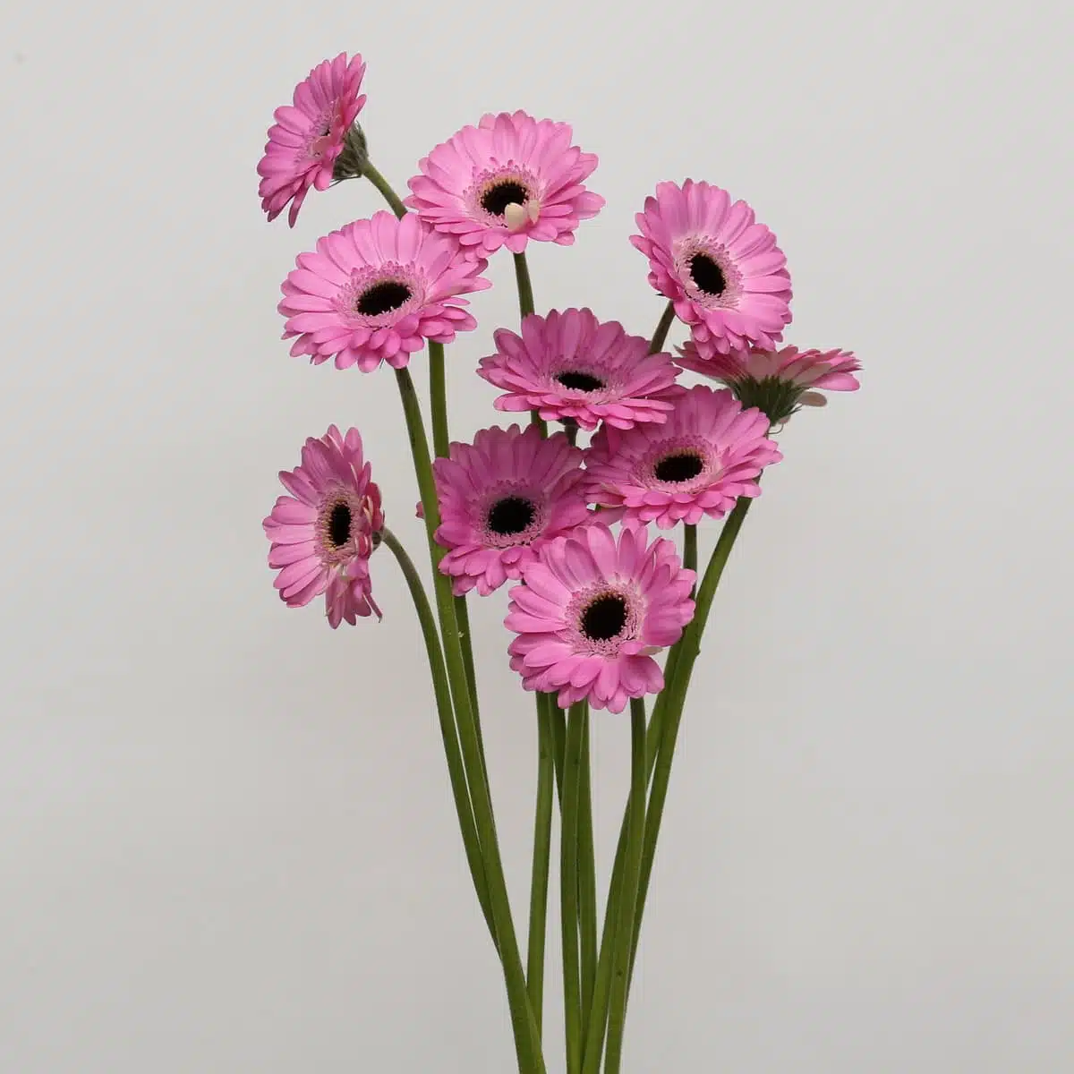 Mini Gerbera Bentley Bulk