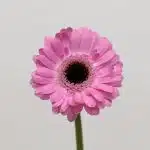 Mini Gerbera Bentley (Bulk DIY)