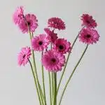 Mini Gerbera Dolcetto (Bulk DIY)