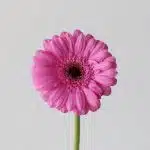 Mini Gerbera Dolcetto (Bulk DIY)