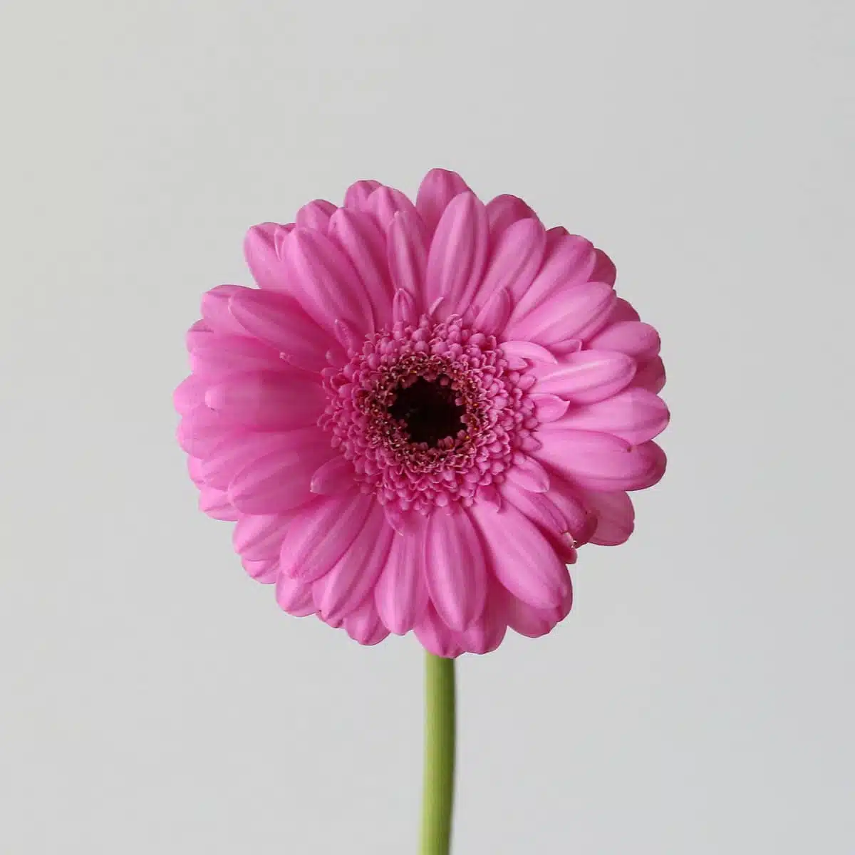 Mini Gerbera Dolcetto Bulk